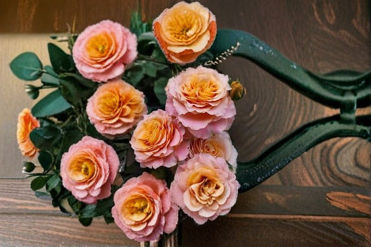 Live Rose Plant – Free Spirit Garden Rose – Vibrant 2-Year-Old Rose Bush for Outdoor Garden