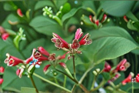 Parrot Lily Bulbs – Crimson Flowers – Alstroemeria psittacina – Easy-to-Grow Garden Bulbs for Borders & Containers