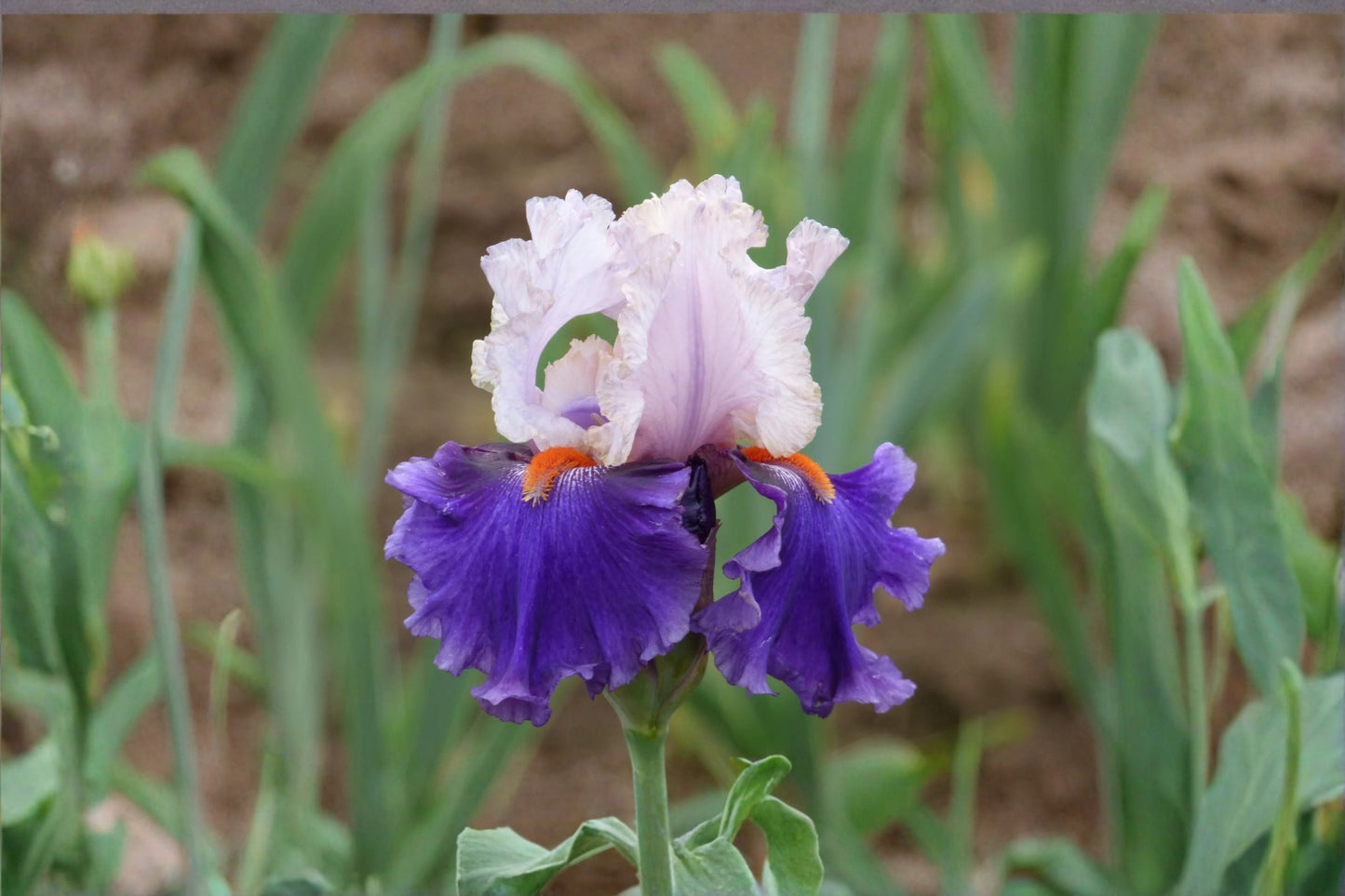 You Grow Girl Iris Live Plant – Lavender Pink White Bearded Iris – Hardy Garden Flower – Iris germanica