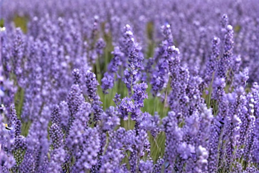 Lavandula angustifolia Annet Lavender Plant – Fragrant Purple Blooms, Aromatic Gray-Green Foliage, Easy Care Garden Flower
