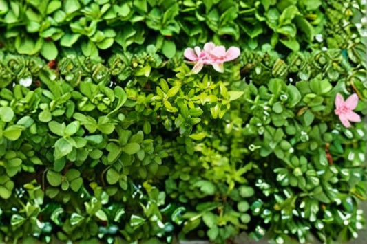 Highlander Boxwood Plant – Buxus sempervirens ‘Highlander’ – Evergreen Shrub for Hedging and Landscaping