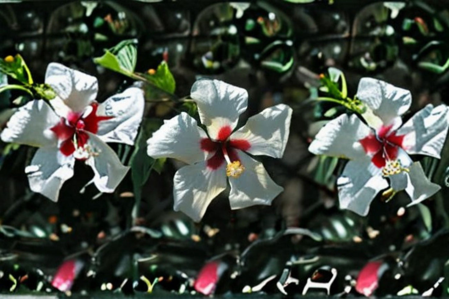 White Wing Hibiscus Plant – Hibiscus rosa-sinensis ‘White Wings’ – Tropical Flowering Shrub for Garden or Patio