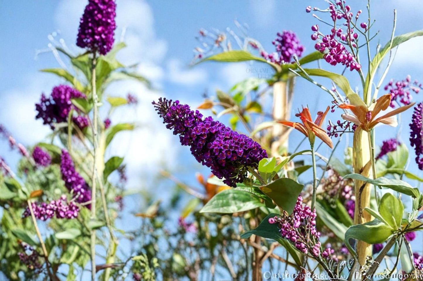 Black Purple Butterfly Bush Live Plant – 5–10 Inch Buddleia Shrub with Dark Purple Flowers for Pollinators