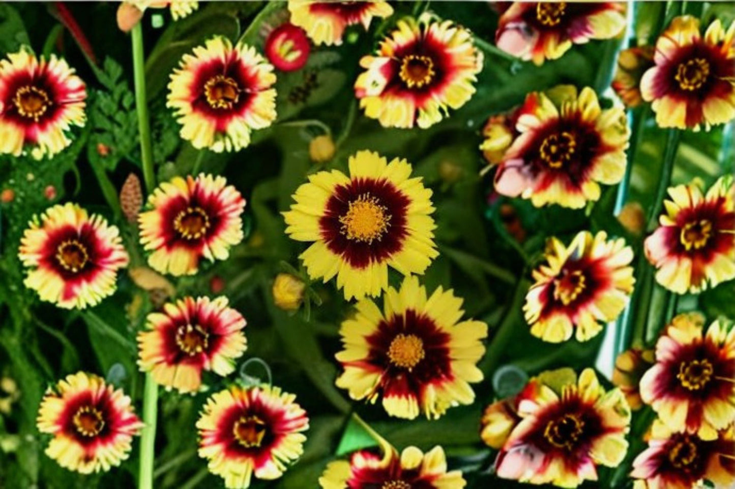 Coreopsis Tickseed Plant – Bright Yellow Flowers, Easy Care Perennial, Coreopsis spp. for Garden Borders & Containers