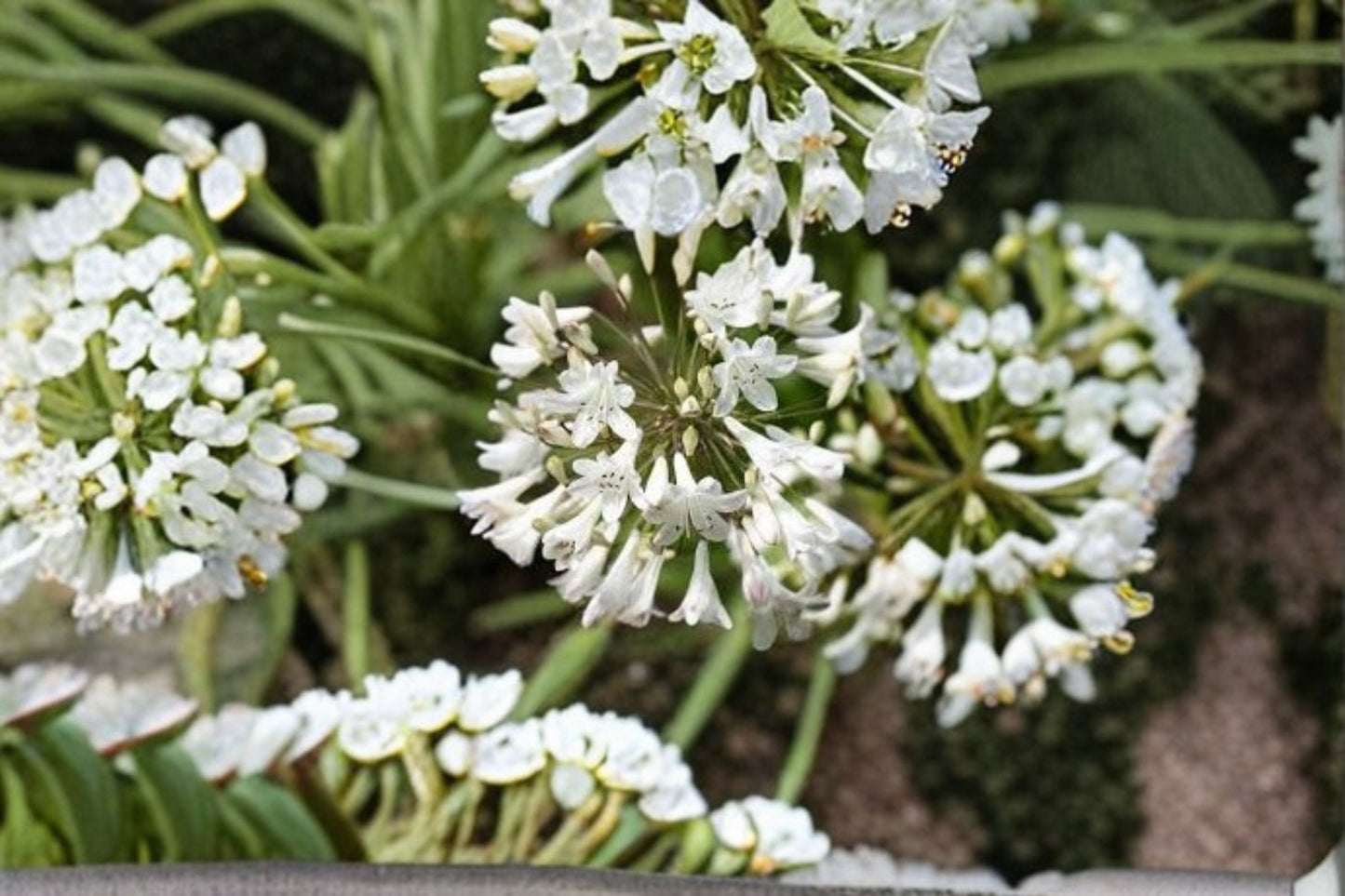Getty Agapanthus Live Plant – White Evergreen Lily of the Nile, Agapanthus africanus, perennial flowering plant