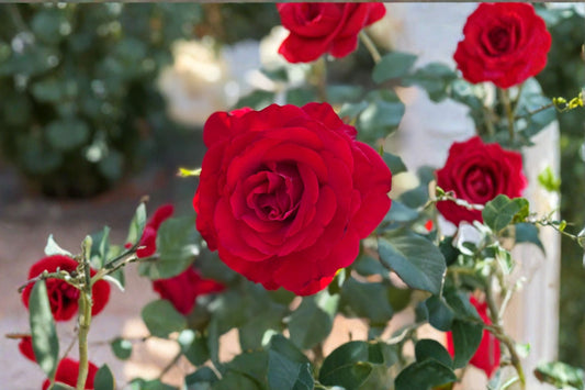 Love's Promise Rose Live Plant – 1.5 Gal Red Hybrid Tea Rose – Vibrant Blooms, Garden Focal Point, Easy Care, Rosa hybrid