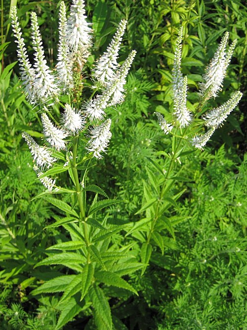 2500 Veronicastrum virginicum Seeds | Culver’s Root Native Perennial Wildflower for Pollinators & Gardens