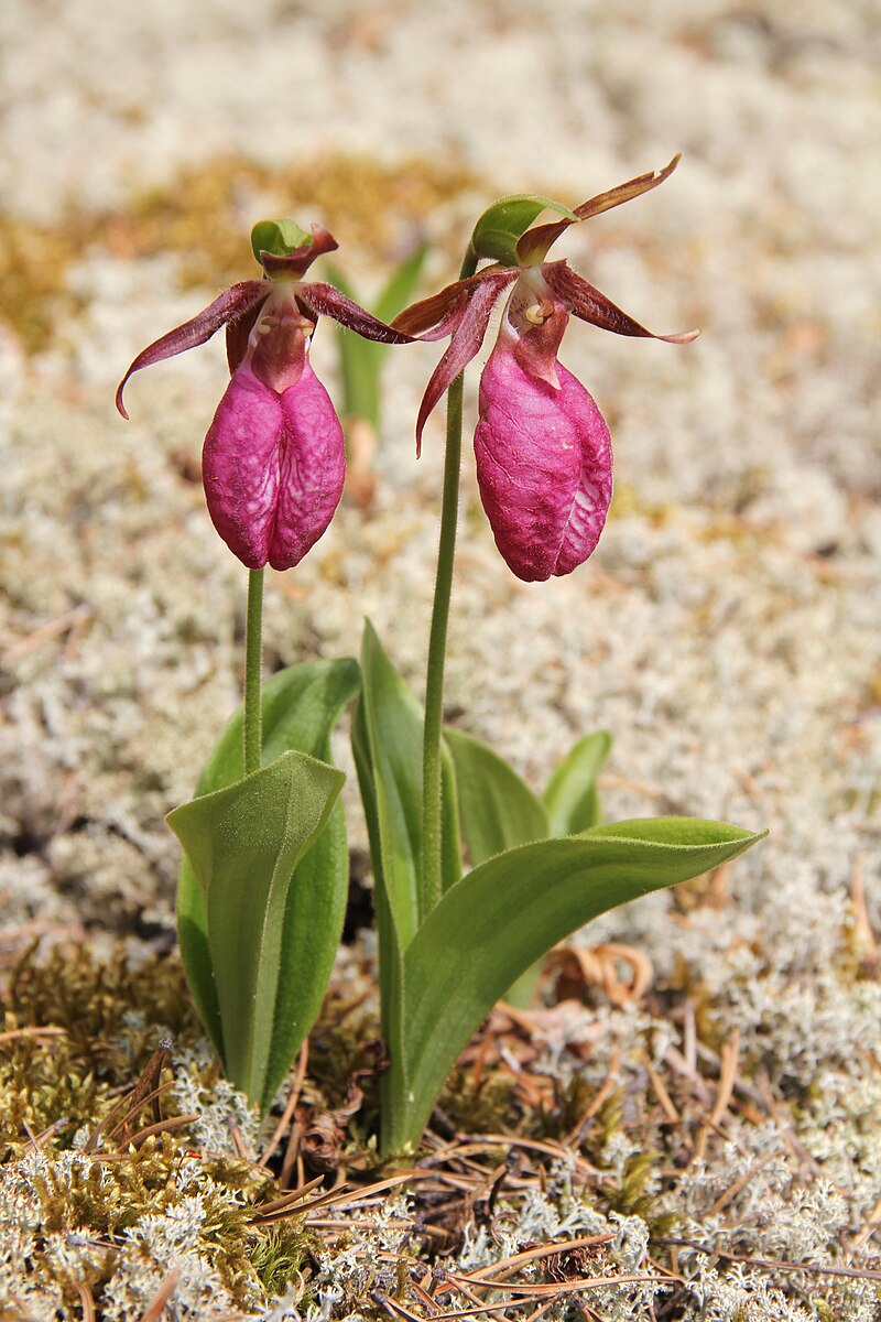 Pink Lady’s Slipper Orchid Bare Root – Native Wildflower, Woodland Orchid, Cypripedium acaule, Hardy Perennial Plant