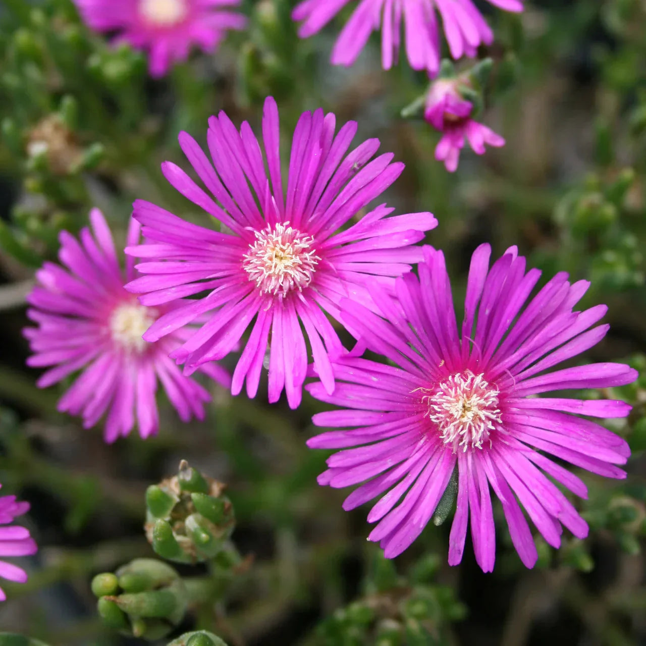 6 Ice Plant Cuttings | Succulent Stems 4–7" | Purple Pink Ground Cover | Drought-Tolerant Delosperma Lampranthus