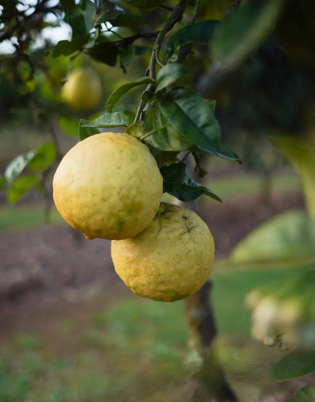Ponderosa Lemon Cuttings 6–8 Inch Organic Citrus for Rooting or Grafting Citruss × pyriformis