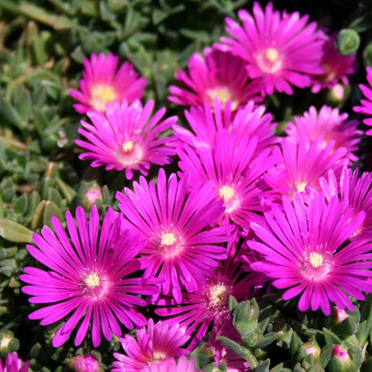 Magenta Ice Plant Cuttings – Delosperma cooperi Unrooted Stems, Drought-Tolerant Ground Cover, Trailing Succulent for Gardens