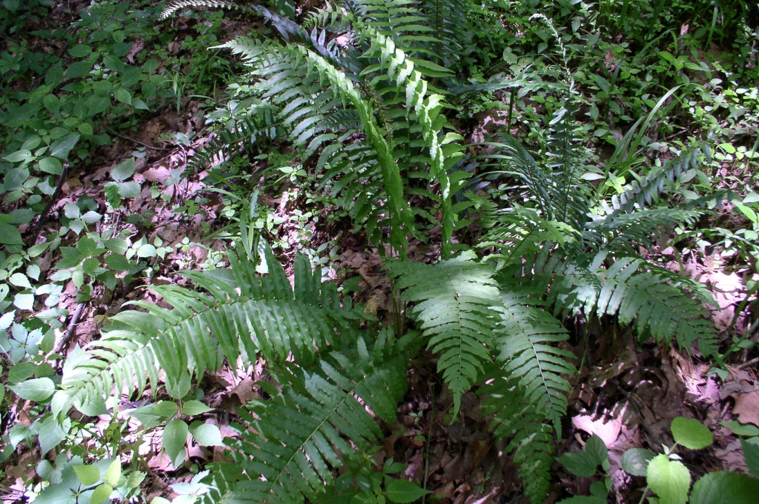 3 Glade Fern Plants – Live Bare Root Tennessee Ostrich Ferns, Athyrium pycnocarpon, Native Shade Perennial for Woodland Gardens