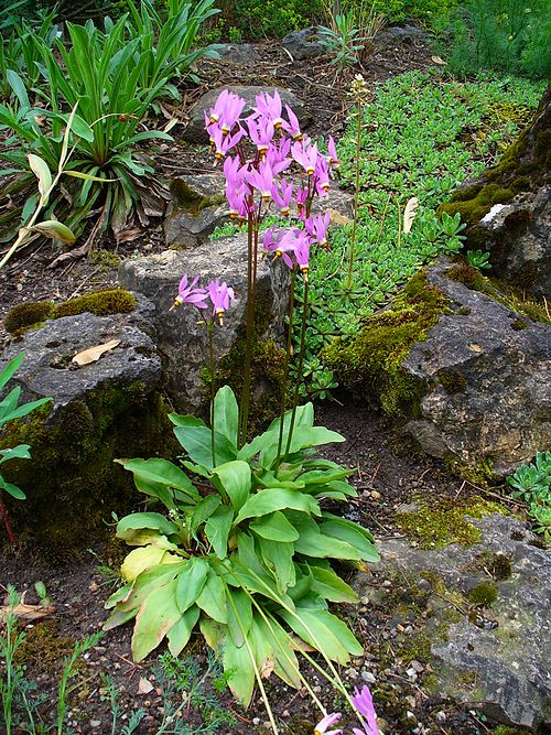 Dodecatheon meadia Seeds – Midland Shooting Star Native Wildflower for Pollinators, Spring Bloom, Perennial, 100 Seeds