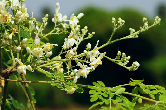 Moringa Cuttings 4 Pack – Unrooted Moringa Oleifera Drumstick Tree Propagation, Miracle Tree Seedlings for Gardening