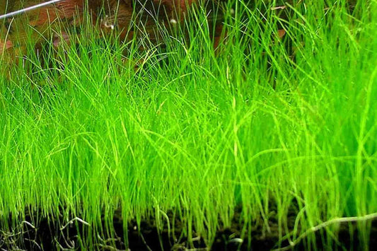 Live Aquarium Plant Dwarf Hairgrass Eleocharis Parvula Bare Root Freshwater Carpet Plant for Aquascaping