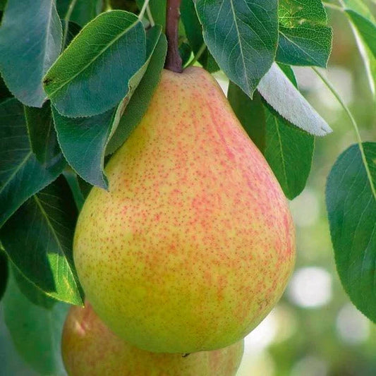 Live Ayers Sugar Pear Tree – 1-2 Ft Bareroot, Heirloom, Cold Hardy, Juicy Yellow Pears, Self-Fertile Fruit Tree