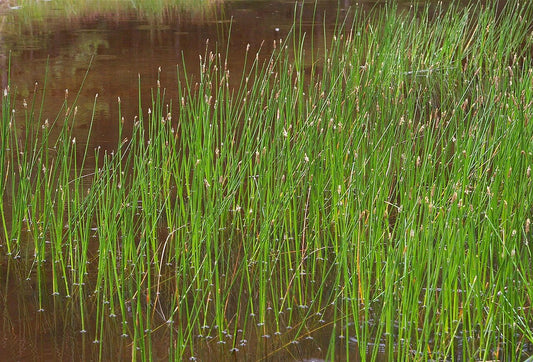 Live Spike Rush Eleocharis palustris | Hardy Aquatic Pond & Bog Plant | Bareroot Water Garden Perennial