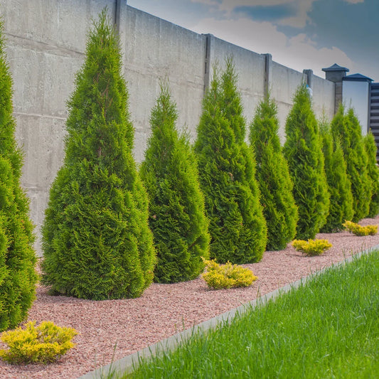 10 Arborvitae Emerald Green Cuttings – Thuja occidentalis ‘Smaragd’ Unrooted Shrub Clippings for Propagation, Evergreen Hedge Plants