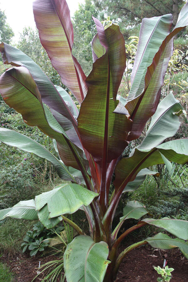 Ensete maurelii Red Abyssinian Banana Plant – Cold Hardy Tropical Ornamental Foliage Tree