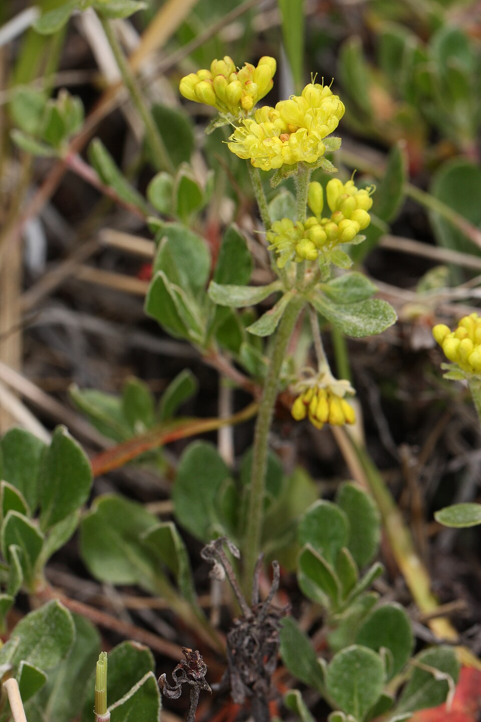 Eriogonum umbellatum Seeds – Sulfurflower Buckwheat Wildflower, Non-GMO, Drought-Tolerant Perennial for Native Gardens & Pollinator Habitat