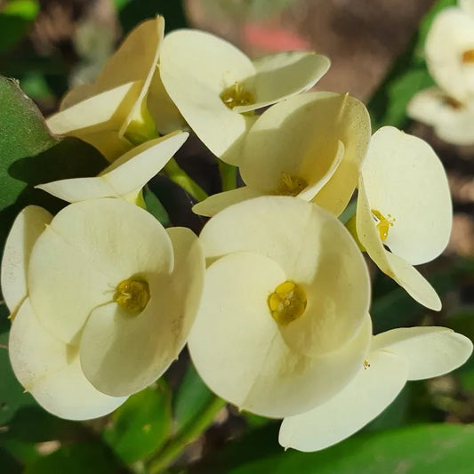 Large-Flower White Crown of Thorns Cutting | Euphorbia milii | Live Unrooted Succulent Stem for Propagation and Ornamental Gardening