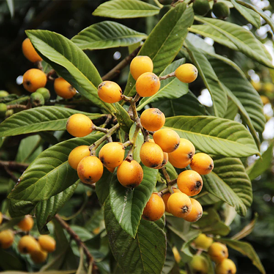 Loquat Tree Cuttings – 3 Fresh Scions for Grafting or Rooting – Edible Fruit Tree Eriobotrya japonica for Home Orchard