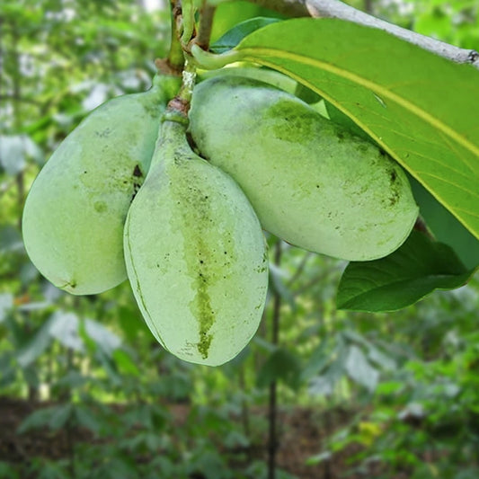 Live Pawpaw Tree Bareroot 1-2 Ft | Rare Native Fruit Tree Asimina triloba | Exotic Tropical Flavor