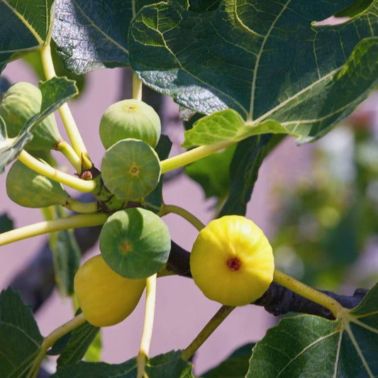 Green Ischia Fig Cuttings, Unrooted 6-8", Rare Heirloom Ficus carica with Strawberry Flesh, Easy Propagation, Sweet Fruit
