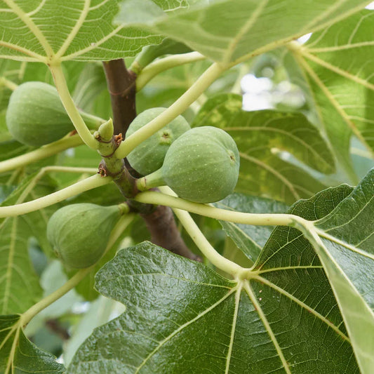 Italian Honey Fig Cuttings 6–8 Inch Unrooted for Grafting Ficus carica Organic Fruit Tree Scion