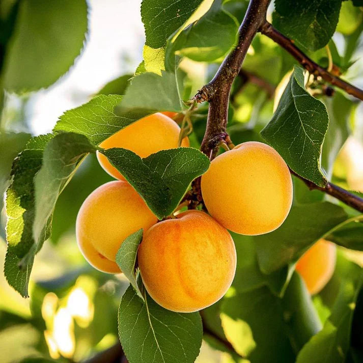 5 Flavor Delight Aprium Scions – 3–6" Unrooted Grafting Cuttings – Apricot Plum Hybrid – Rare Fruit Tree Budwood