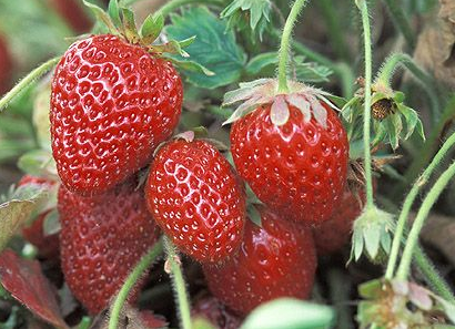 Ft. Laramie Everbearer Strawberry Plants – 10 Bare Root, Cold Hardy, Disease Resistant, Sweet Berries All Season Long, Fragaria × ananassa