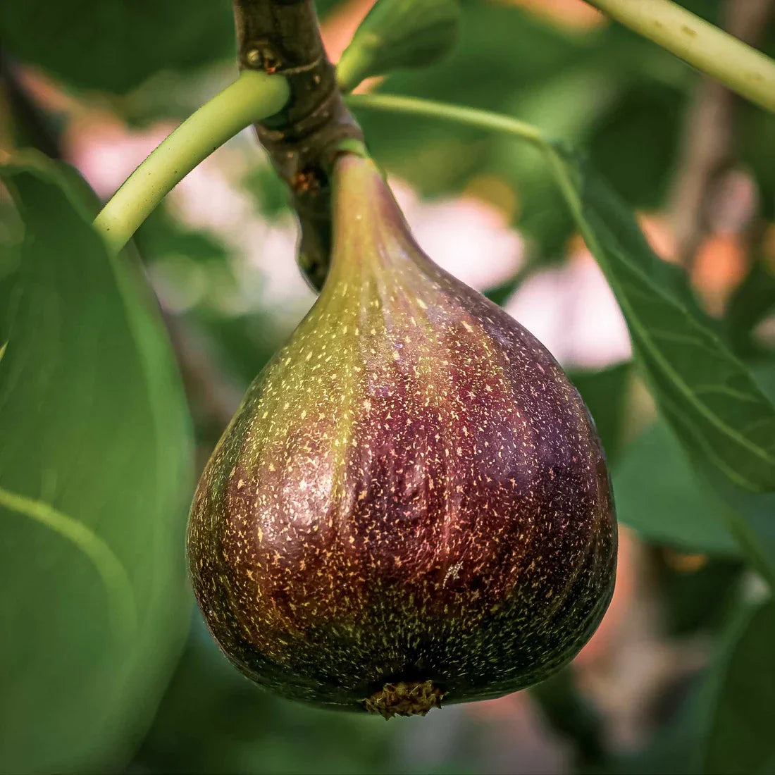 Brown Turkey Fig Cuttings – 5 Unrooted 6-8" Ficus carica Fruit Tree for Propagation, Hardy and Productive Sweet Fig