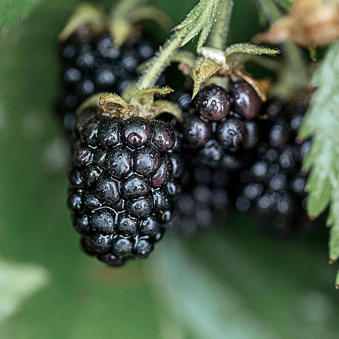 Columbia Star Thornless Blackberry Plants – Rubus Hybrid Bare Root Bushes for Garden, Patio, or Orchard