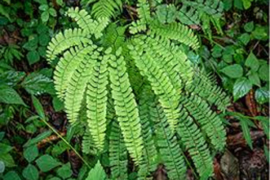 Northern Maidenhair Fern Bare Root Plants – Adiantum pedatum, Shade Garden Hardy Perennial, Native Woodland Fern, Delicate Fan-Shaped Fronds