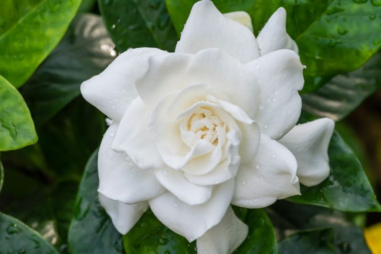 8 Gardenia jasminoides Cuttings | Unrooted Stems for Fragrant White Flowers | Shrub Borders, Pots, Landscaping