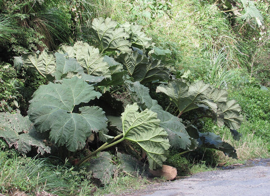 Gunnera tinctoria Seeds 100 Pack | Giant Rhubarb for Water Gardens, Bog Zones & Tropical Landscaping