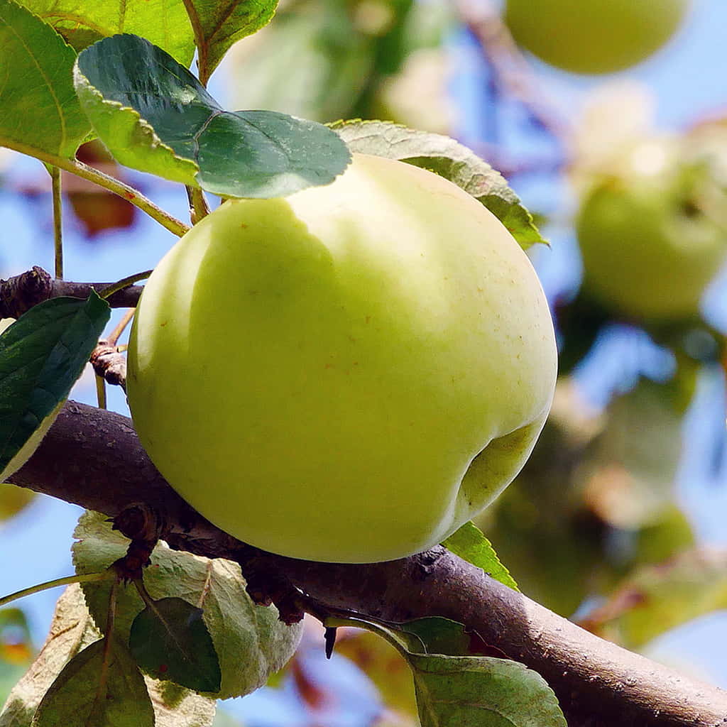 6 Golden Delicious Apple Tree Scions | Organic Unrooted Grafting Wood | Heirloom Malus domestica Non-GMO