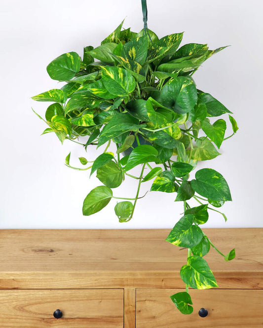 Golden Pothos Rooted Cuttings – Live Indoor/Outdoor Houseplant, 3–6” Vines, Air-Purifying Epipremnum aureum