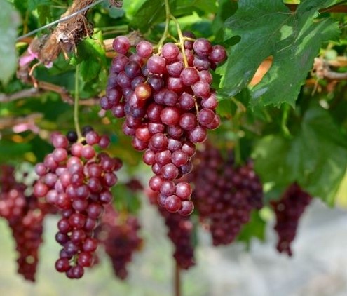 Crimson Red Seedless Grape Vine Cuttings – Unrooted Vitis vinifera, Fresh Table Grape Vines, Large Sweet Red Fruit