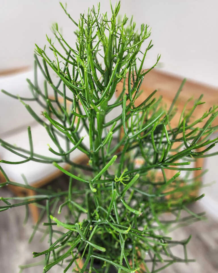 18 Pencil Cactus Cuttings – Euphorbia Tirucalli – Unrooted Succulent Stems for Propagation – Fire Sticks Plant Collection
