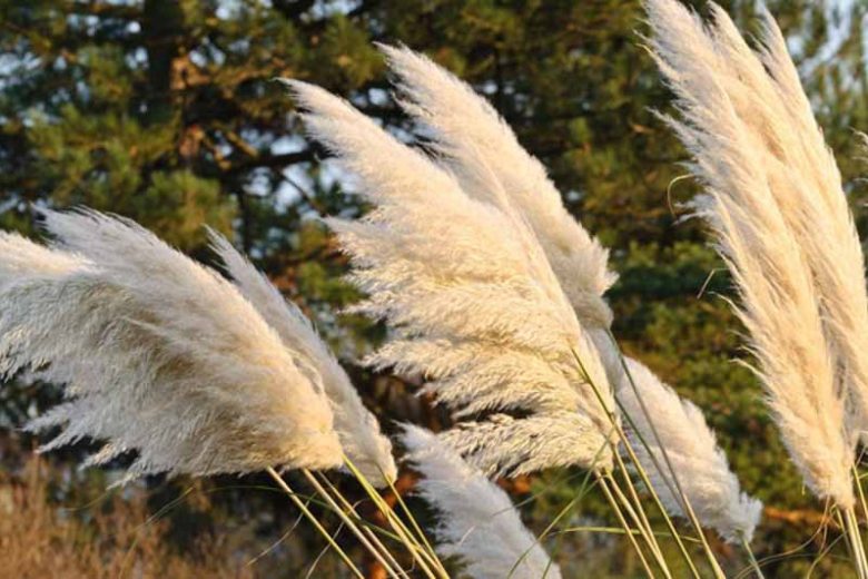 White Pampas Grass Plugs – Cortaderia selloana – Ornamental Drought Tolerant Grass with White Feathery Plumes (3 Pack)