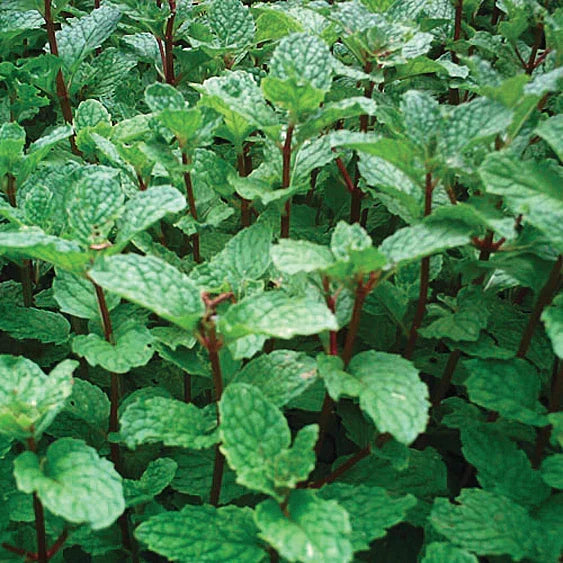 5 Rooted Mojito Mint Plants | Mentha villosa | Organic Non-GMO Cuban Mint for Cocktails, Tea & Garden
