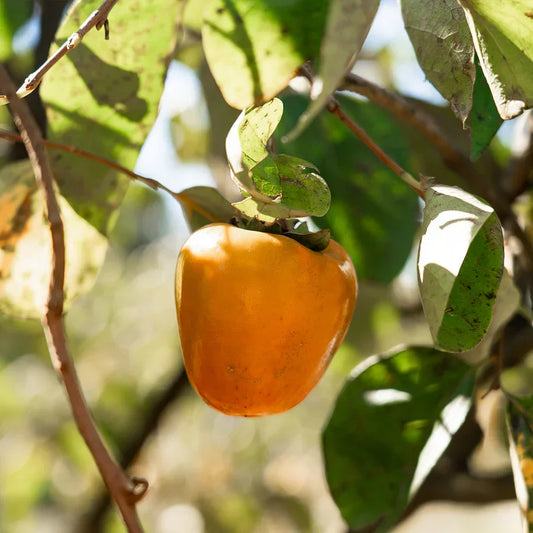 Hachiya Persimmon Cutting 6–8” Unrooted Propagation Astringent Asian Persimmon Diospyros kaki