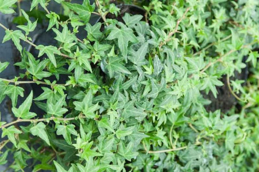 Live Needlepoint Ivy Plant in 1 Pint Pot – Hedera helix, Hardy Evergreen Climber & Ground Cover, Shade Tolerant, Easy Care
