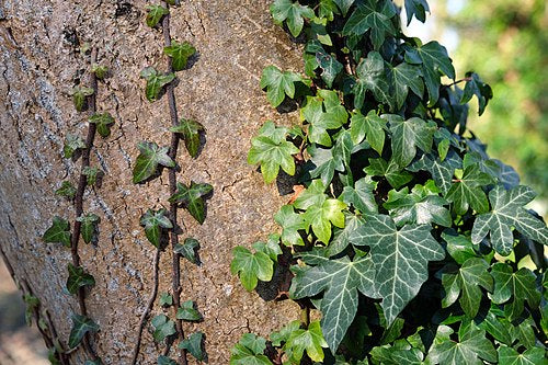 Set of 10 Rooted English Ivy Plants 6–12" Hedera helix Evergreen Vines for Ground Cover, Indoor & Outdoor Landscaping