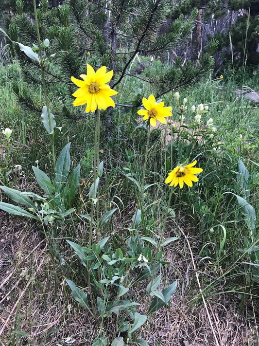 Helianthella quinquenervis Seeds – Aspen Sunflower Wildflower, 25 Non-GMO Perennial Seeds for Pollinator Garden & Meadow Plant