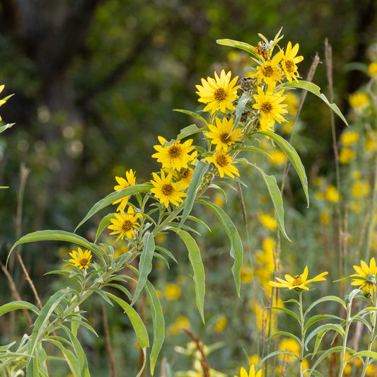 Helianthus maximiliani Seeds – Maximilian Sunflower Native Perennial Prairie Wildflower Tall Yellow Blooms (50 Seeds)