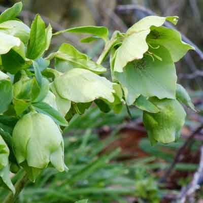 Snow Love Hellebore Bare Root Plant – Winter Blooming White Helleborus orientalis, Shade Perennial, Cold Hardy, Lenten Rose