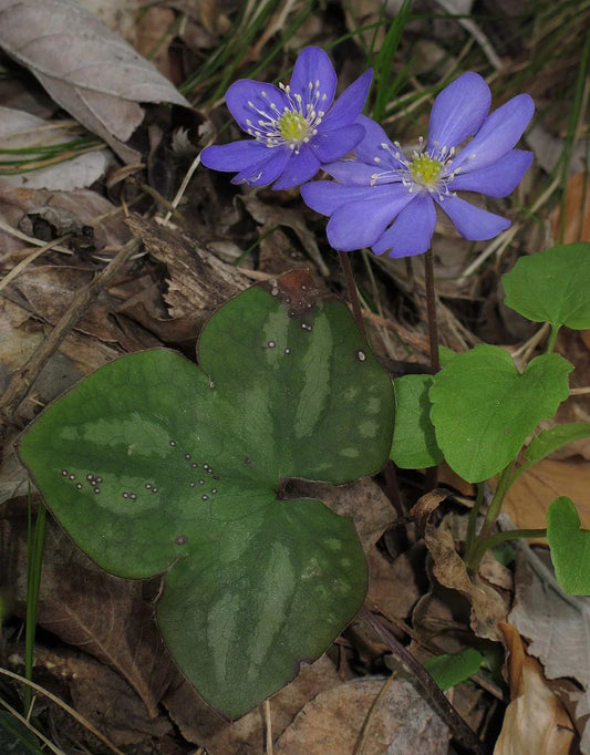 Hepatica Plants 5 Bare-Root Woodland Wildflowers Early Spring Bloomers Shade Garden Perennials Anemone hepatica
