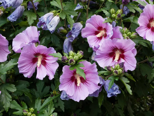 10 Hibiscus Syriacus Unrooted Cuttings – Hardy Rose of Sharon Perennial Shrubs in Assorted Colors for Garden & Landscaping